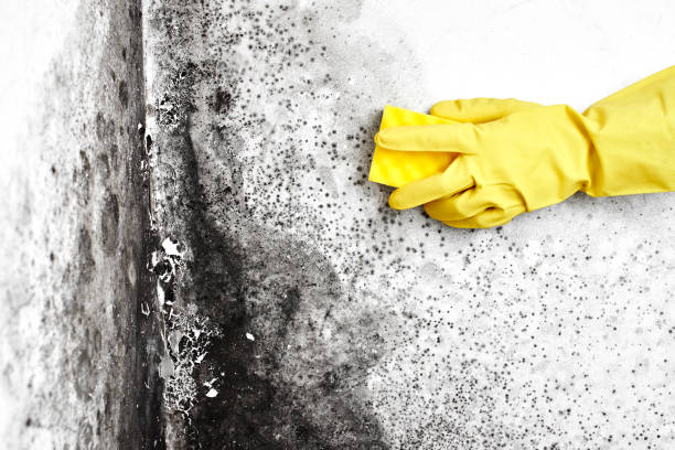 Best Certified Mold Removal  in Sulphur Springs, AR