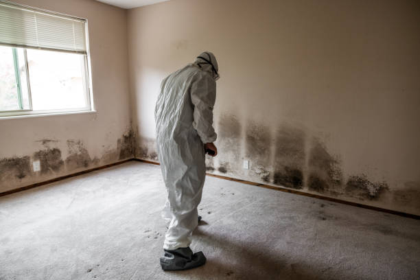 Best Mold Damage Repair  in Sulphur Springs, AR