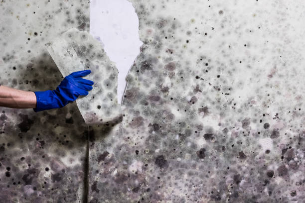 Best Toxic Mold Removal  in Sulphur Springs, AR