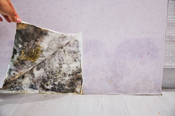 Best Home Mold Removal  in Sulphur Springs, AR